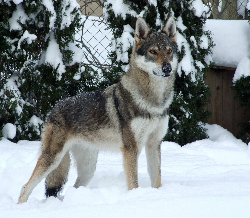 Волкособ и немецкая овчарка