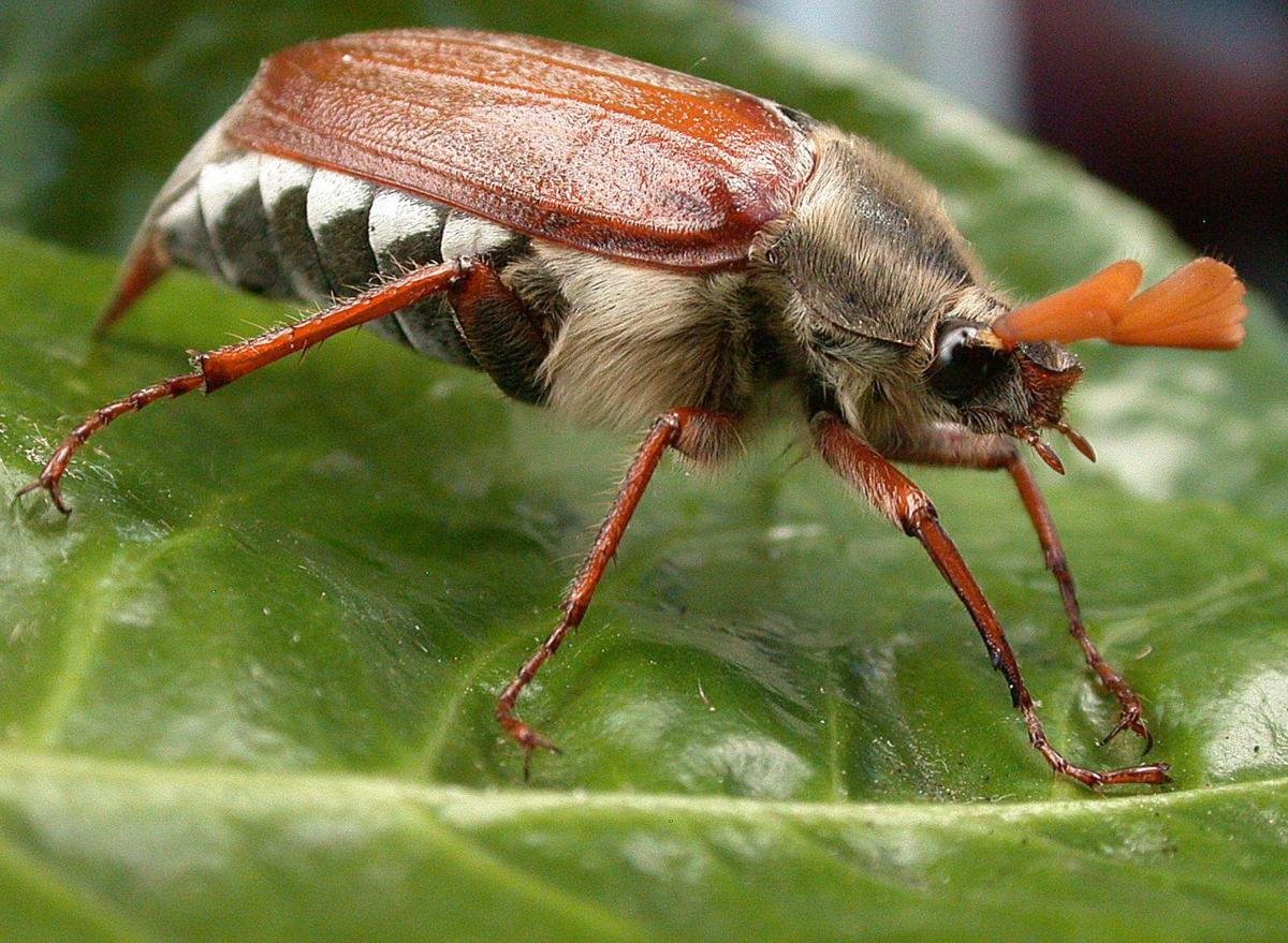 Майские жуки в загородных домах
