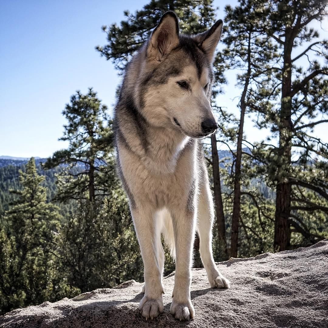 Канадский волкособ