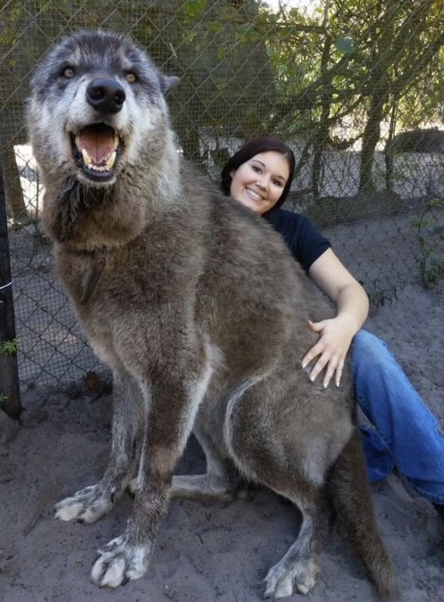 Волкособ гибрид волка