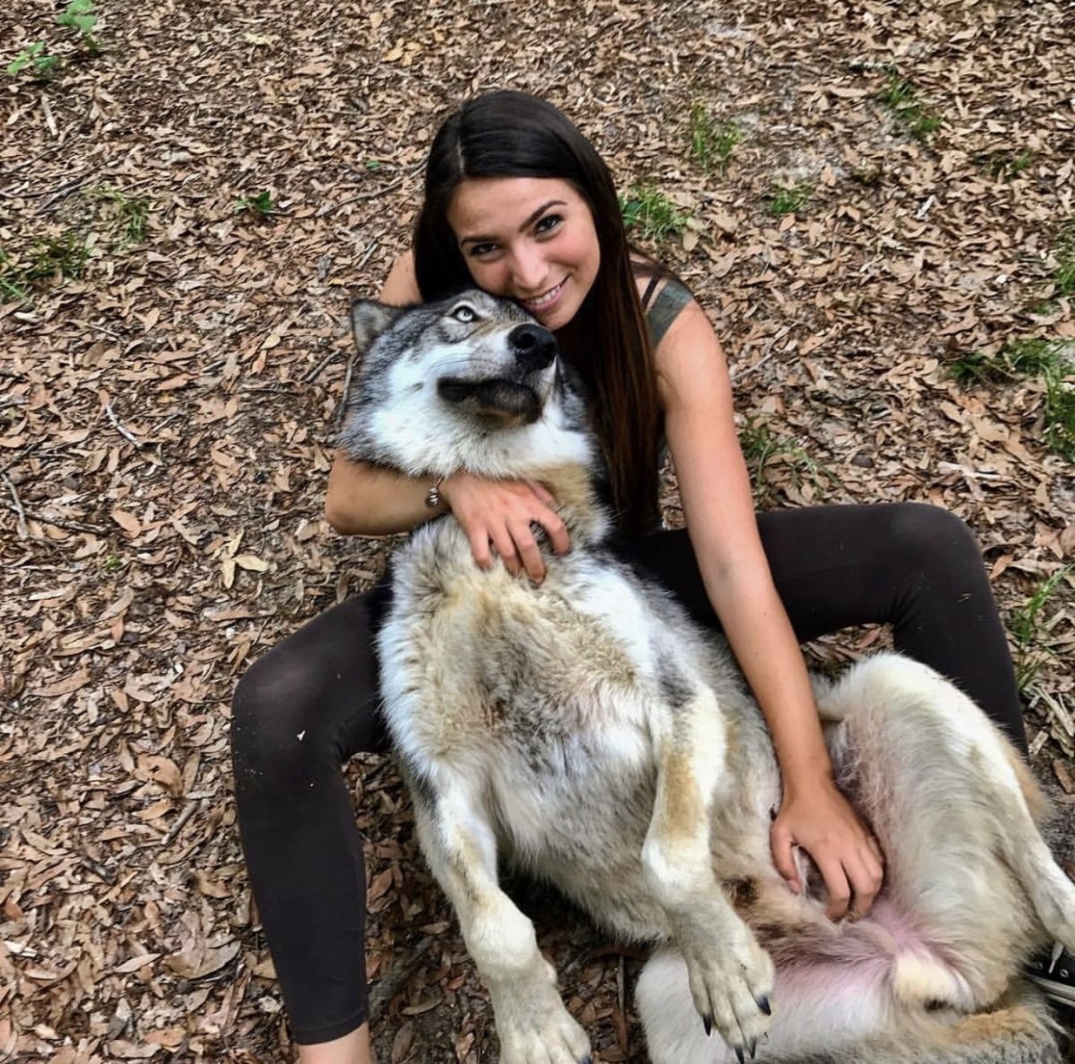 Волкособ дикий