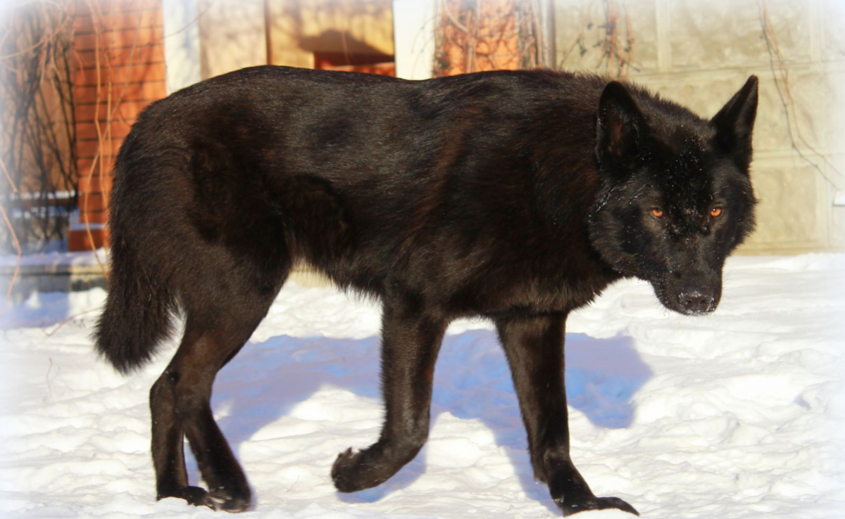 Волкособ и Доберман