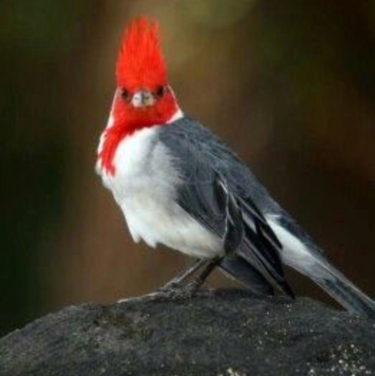 Красноклювый Кардинал