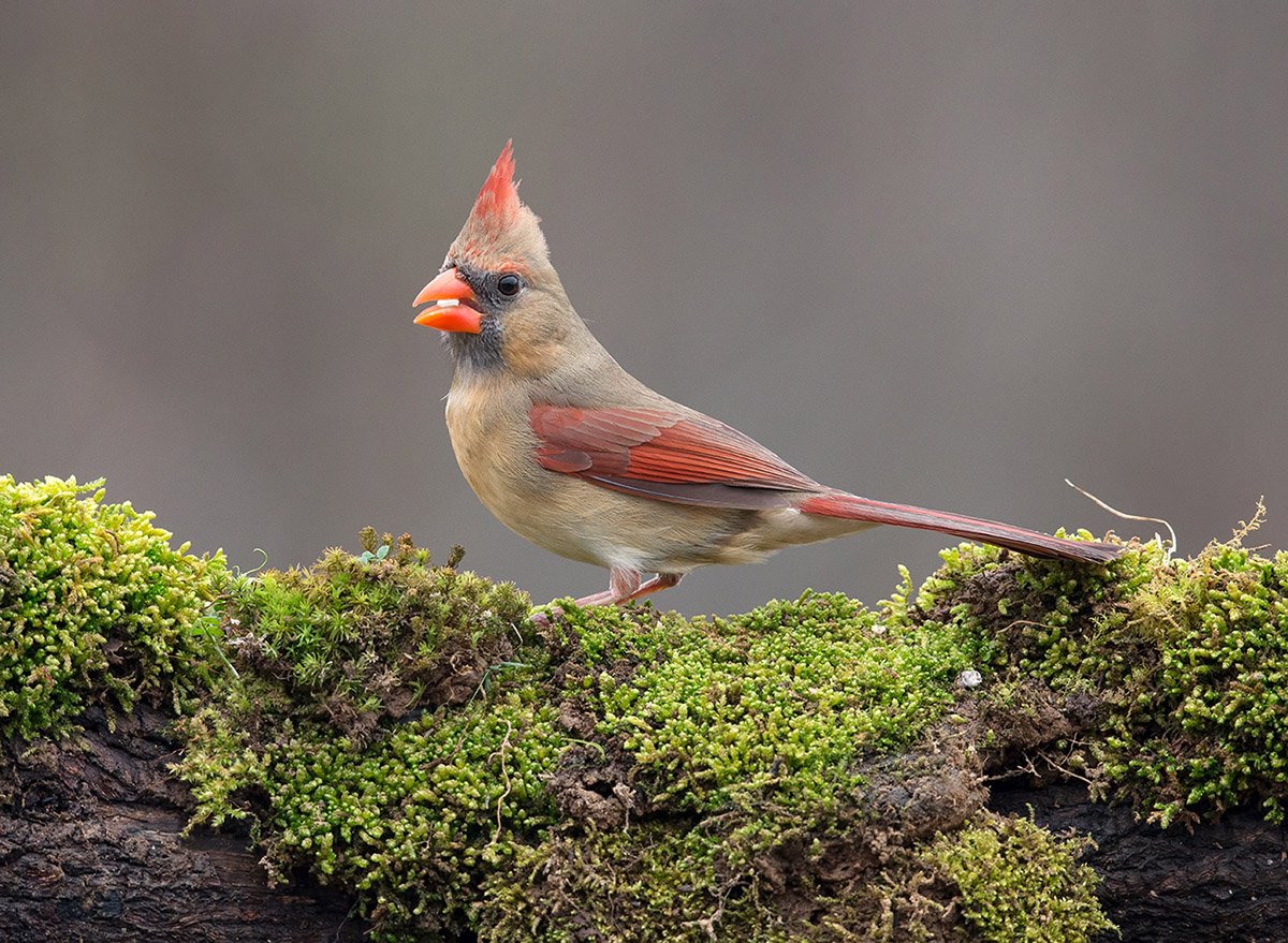 Маленькая птичка с красным хохолком