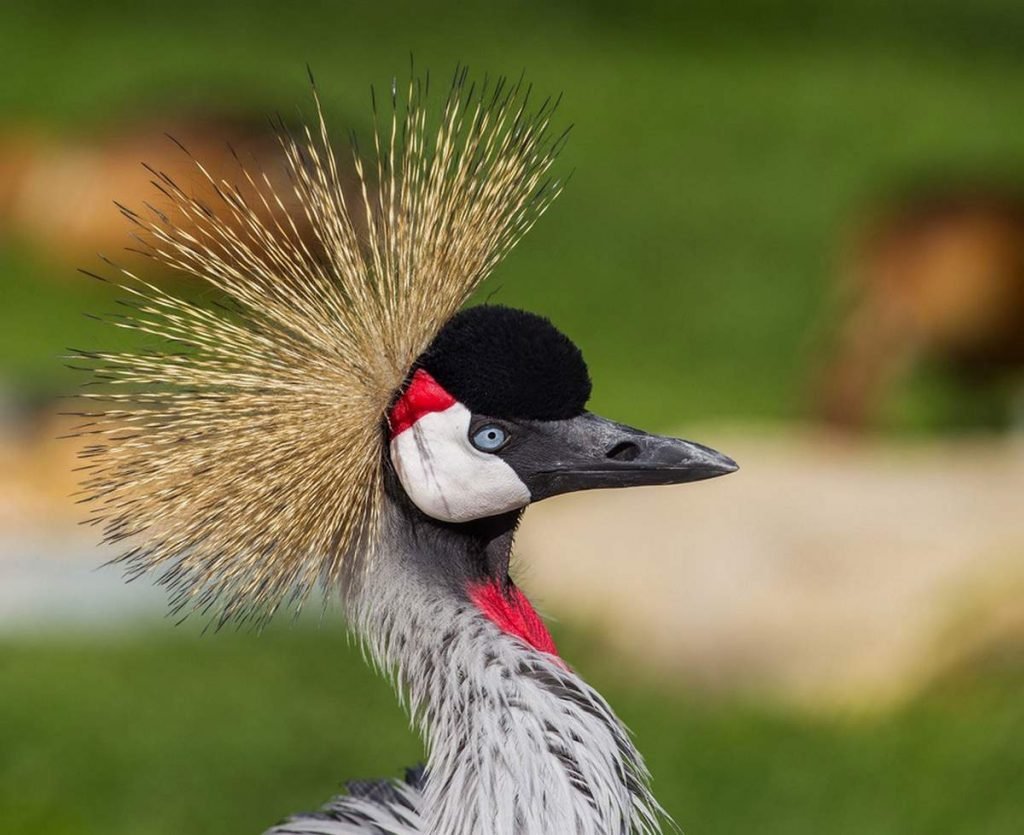 Венценосный журавль птенец