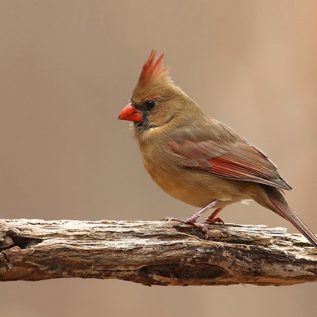 Красноклювый Кардинал