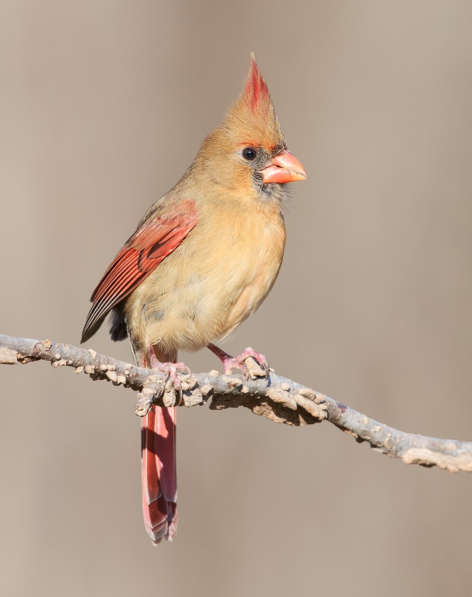 Красный Кардинал самка