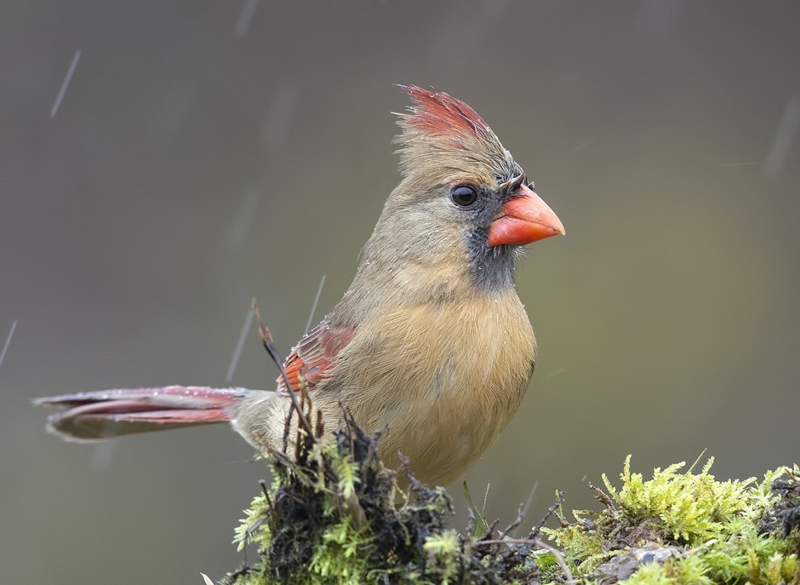 Дрозд свиристель Крымский