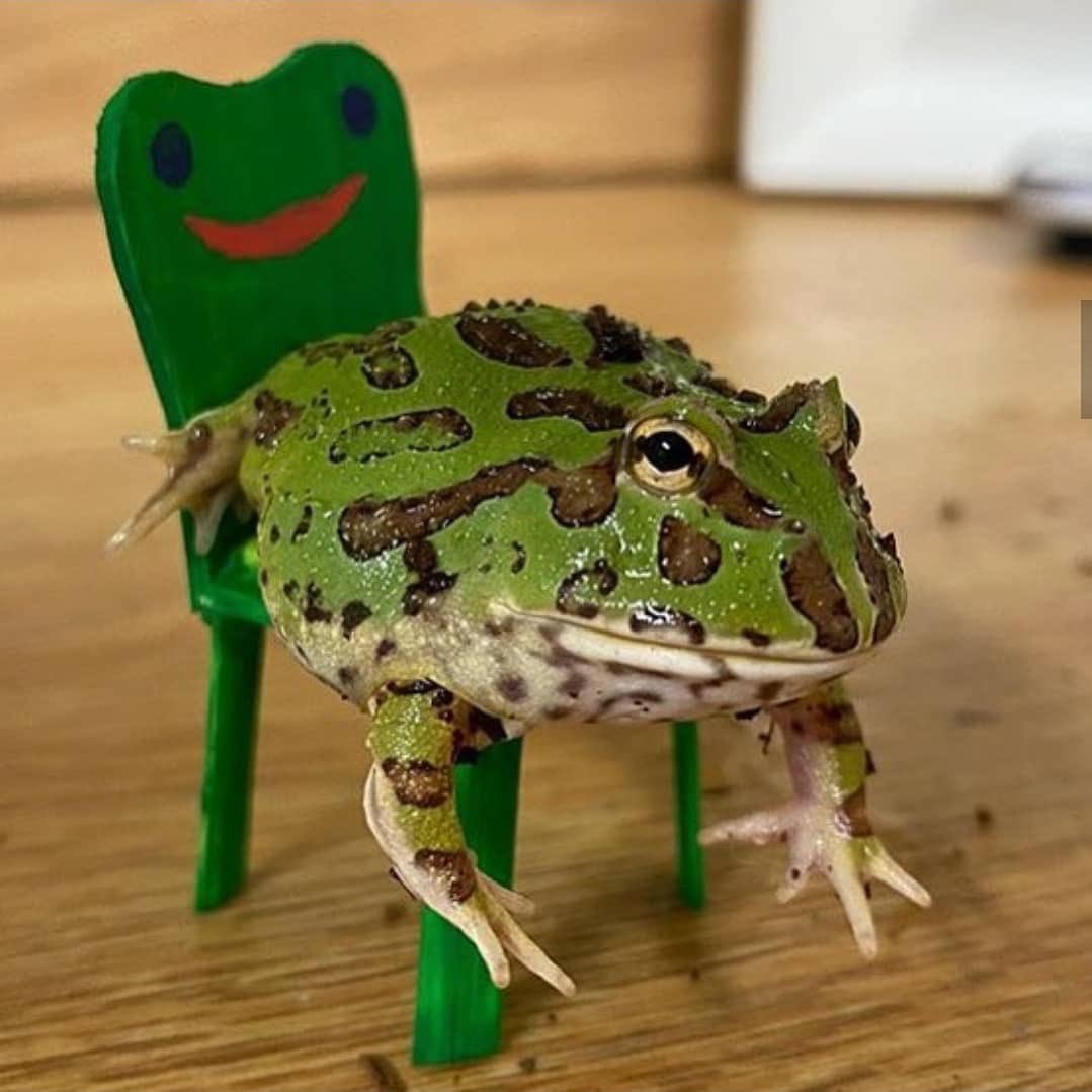 Лягушка Фрогги