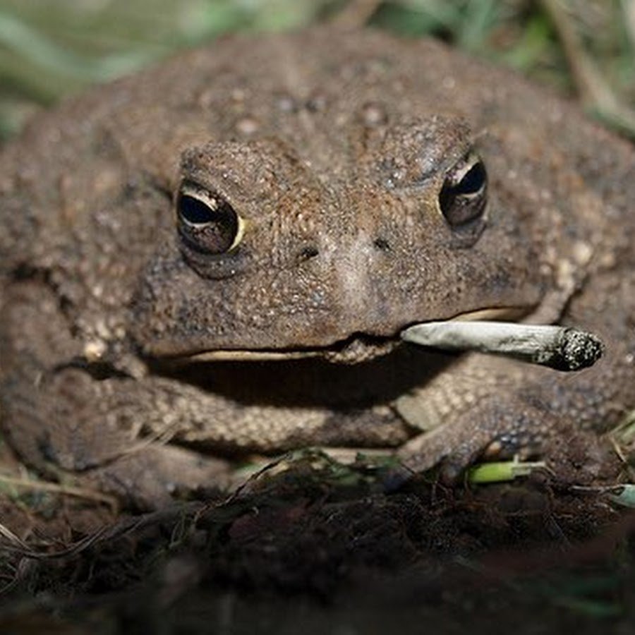 Жаба угрожает