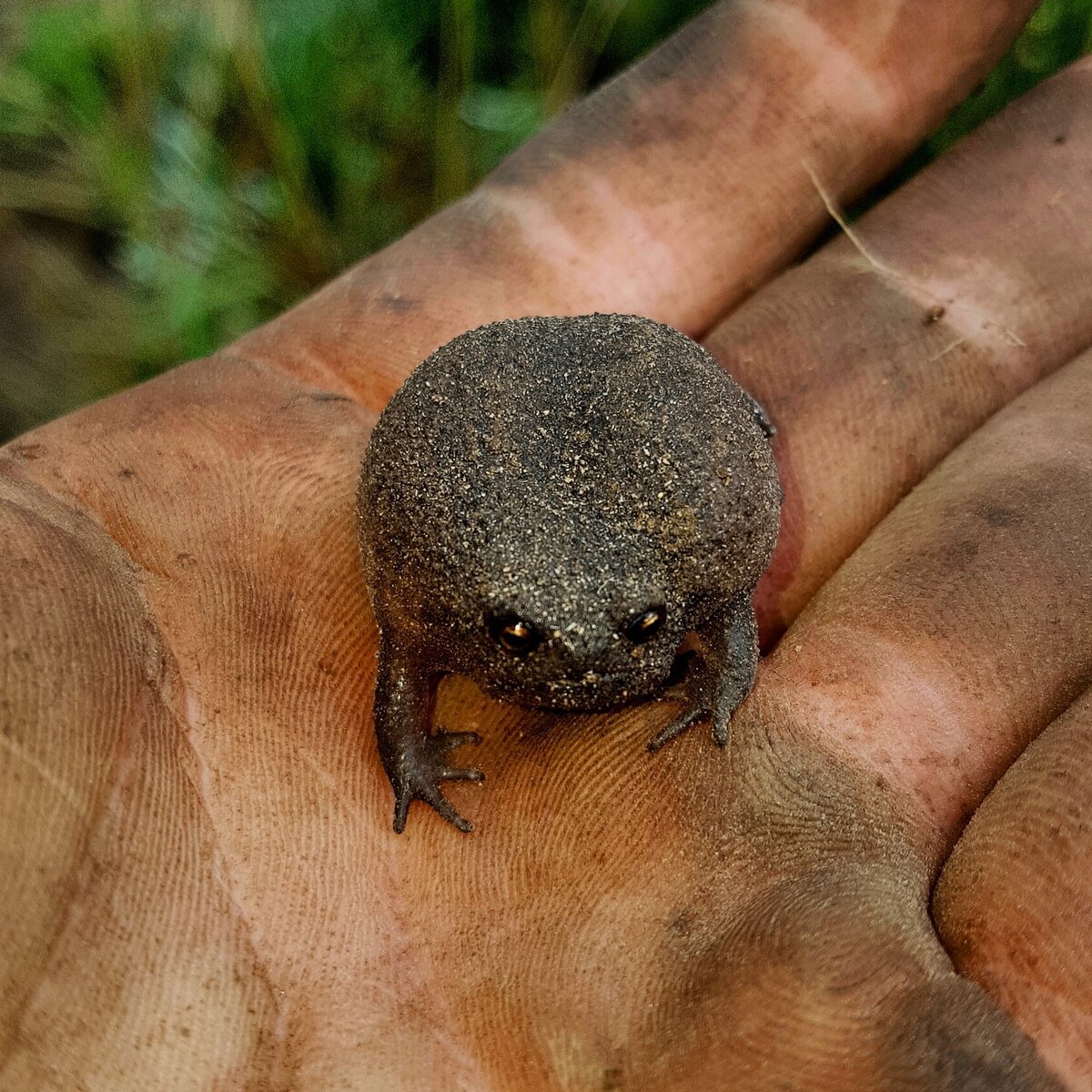 Африканская узкоротая лягушка