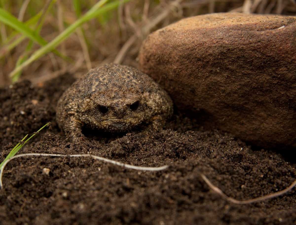 Дождевая лягушка