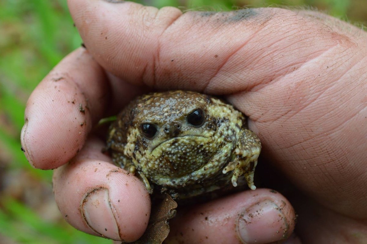 Узкорот лягушка