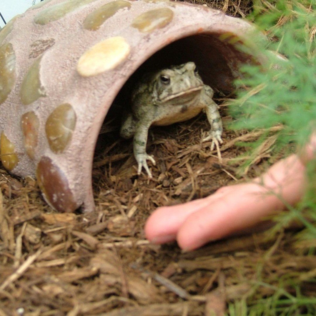 Домик для лягушки