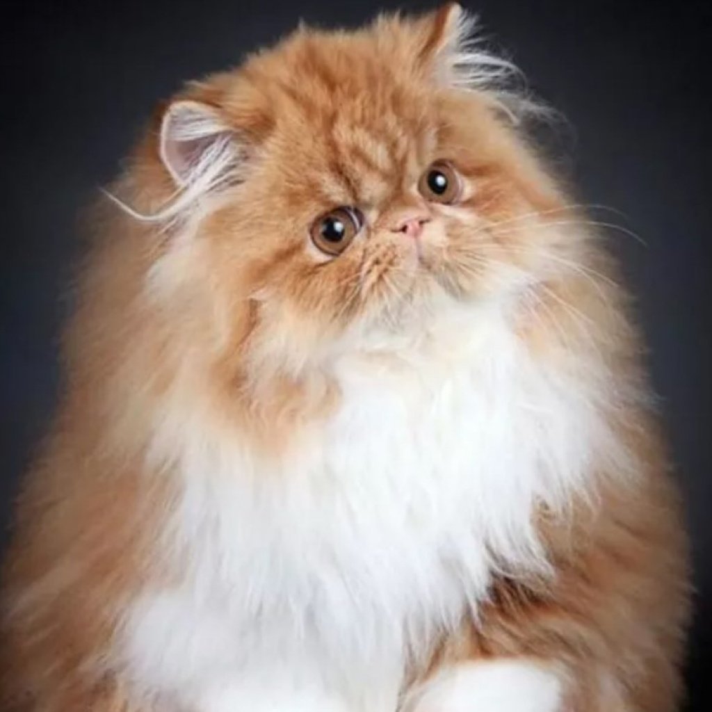 Персидский экзот длинношерстный