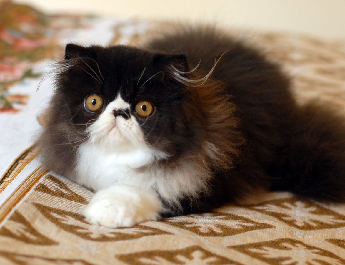 Экзот длинношерстный