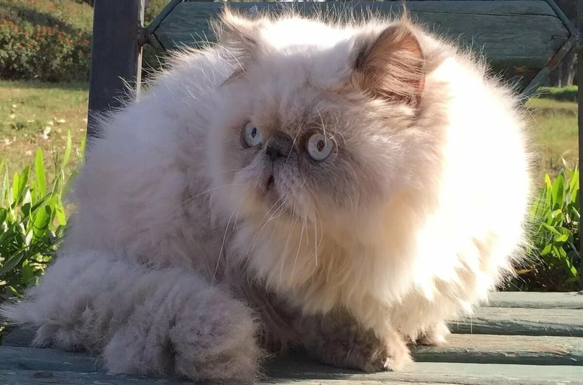 Персидская шиншилла экстремал