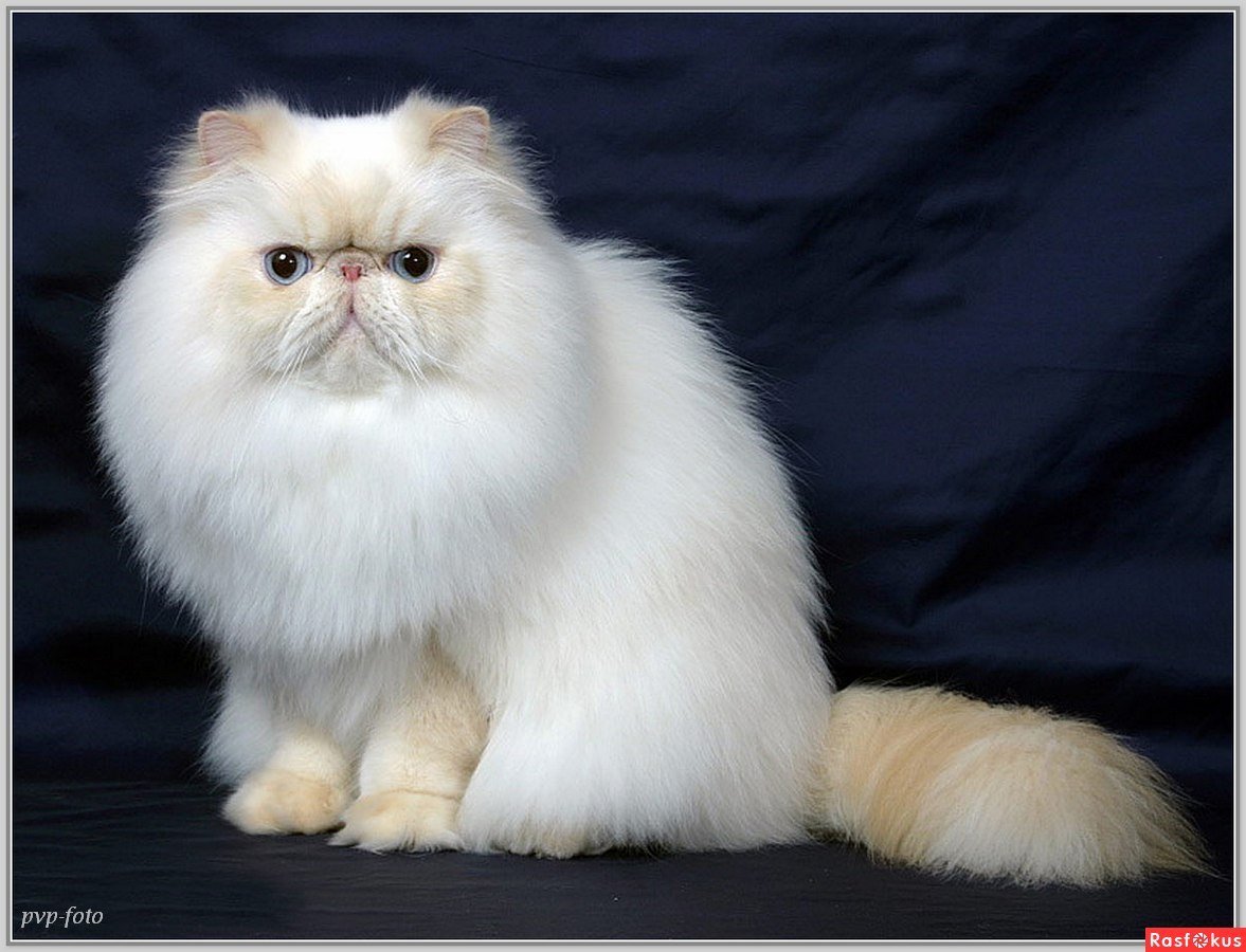 Экзот альбинос