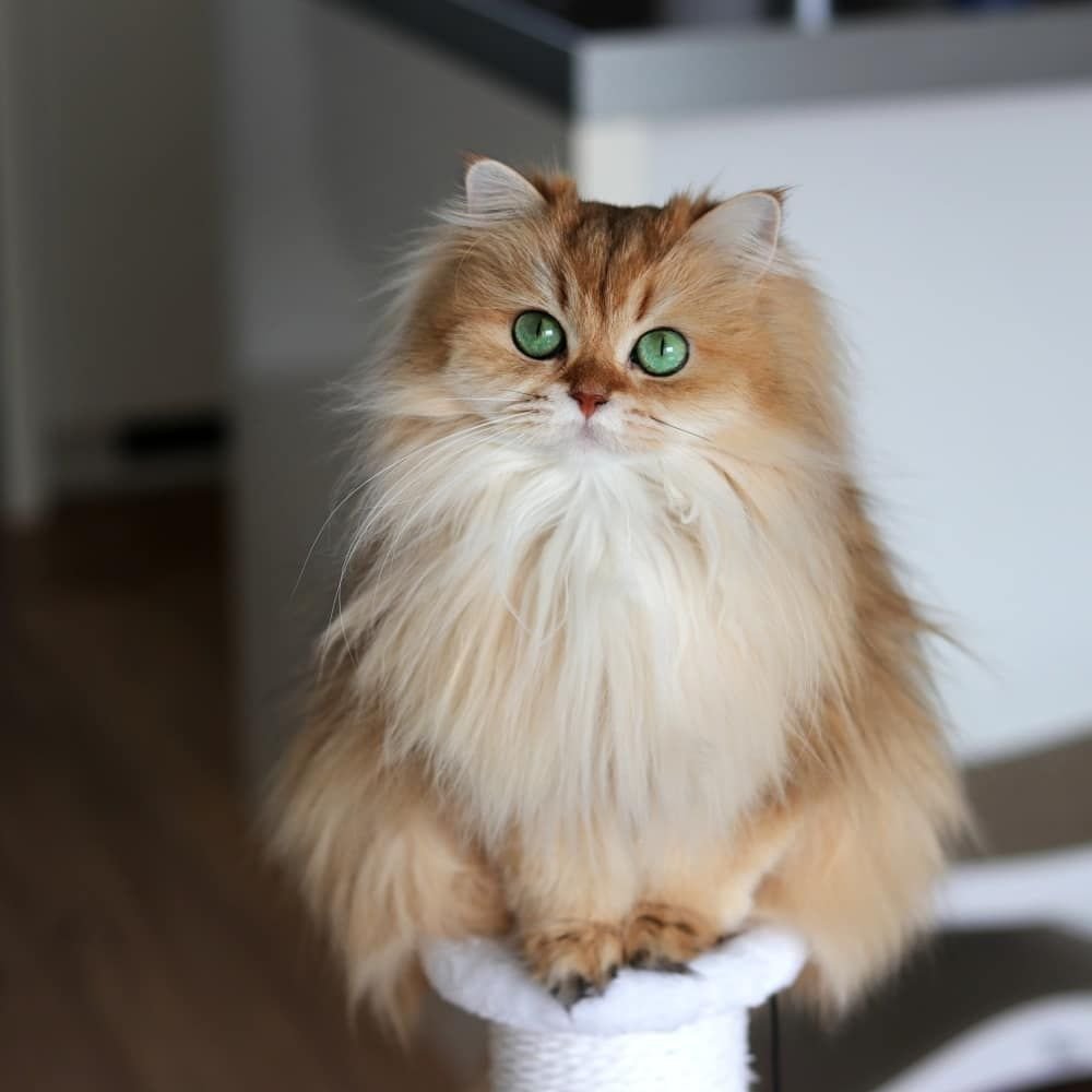 Британская длинношерстная смузи котенок