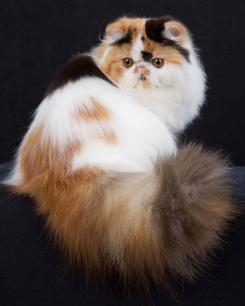 Персидская длинношерстная кошка