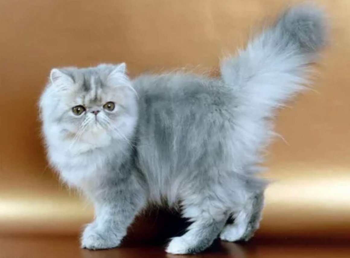 Экзот шиншилла длинношёрстная