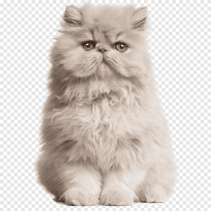 Белый персидский кот