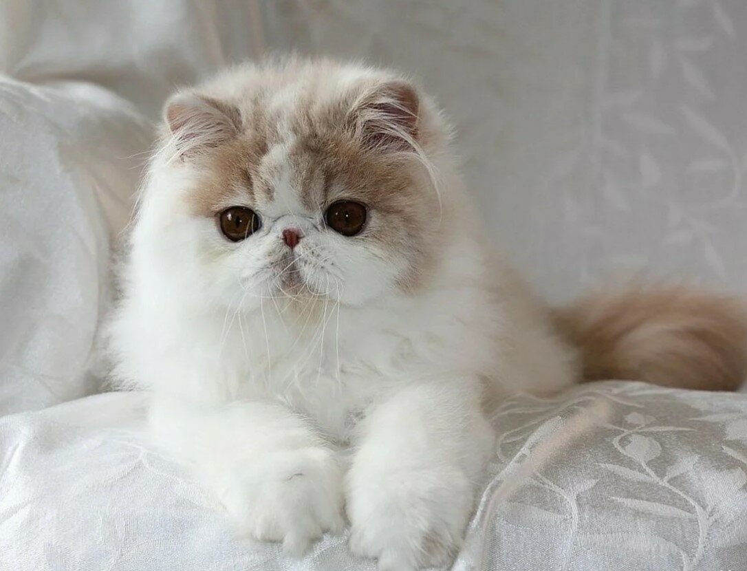 Персидская кошка