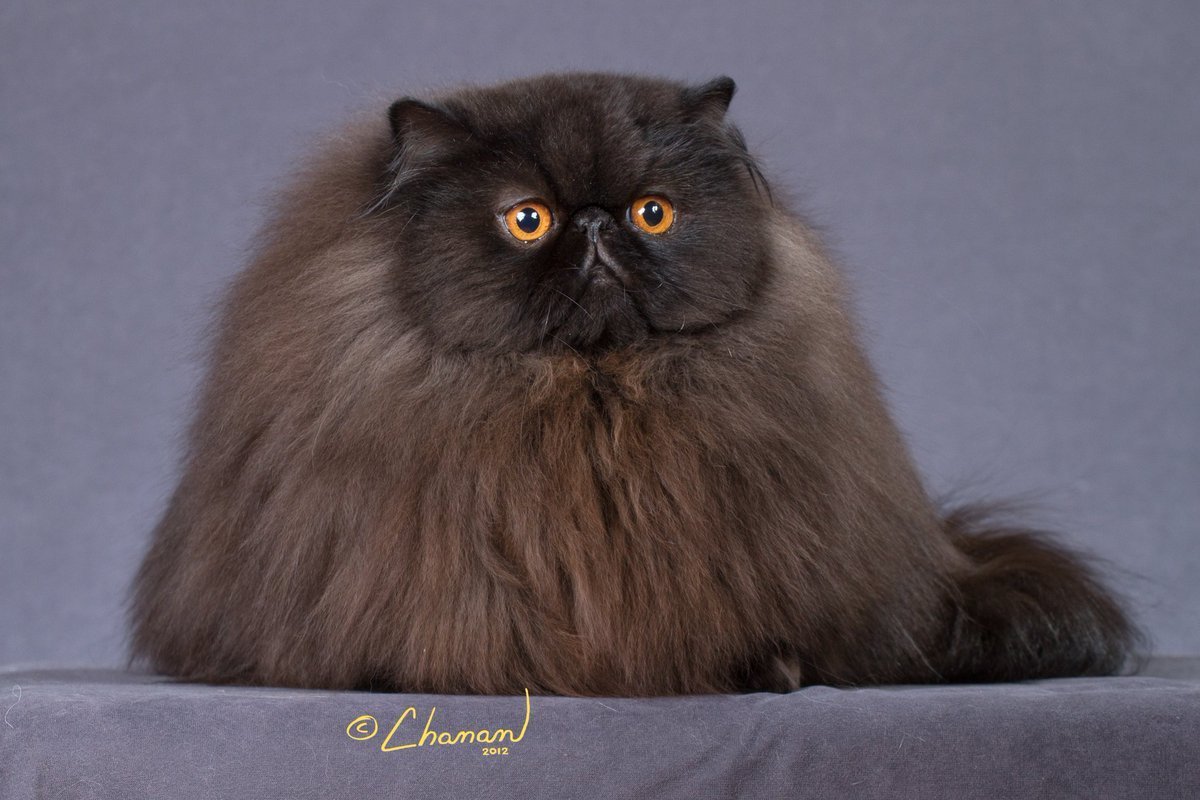 Персидский экзот черный