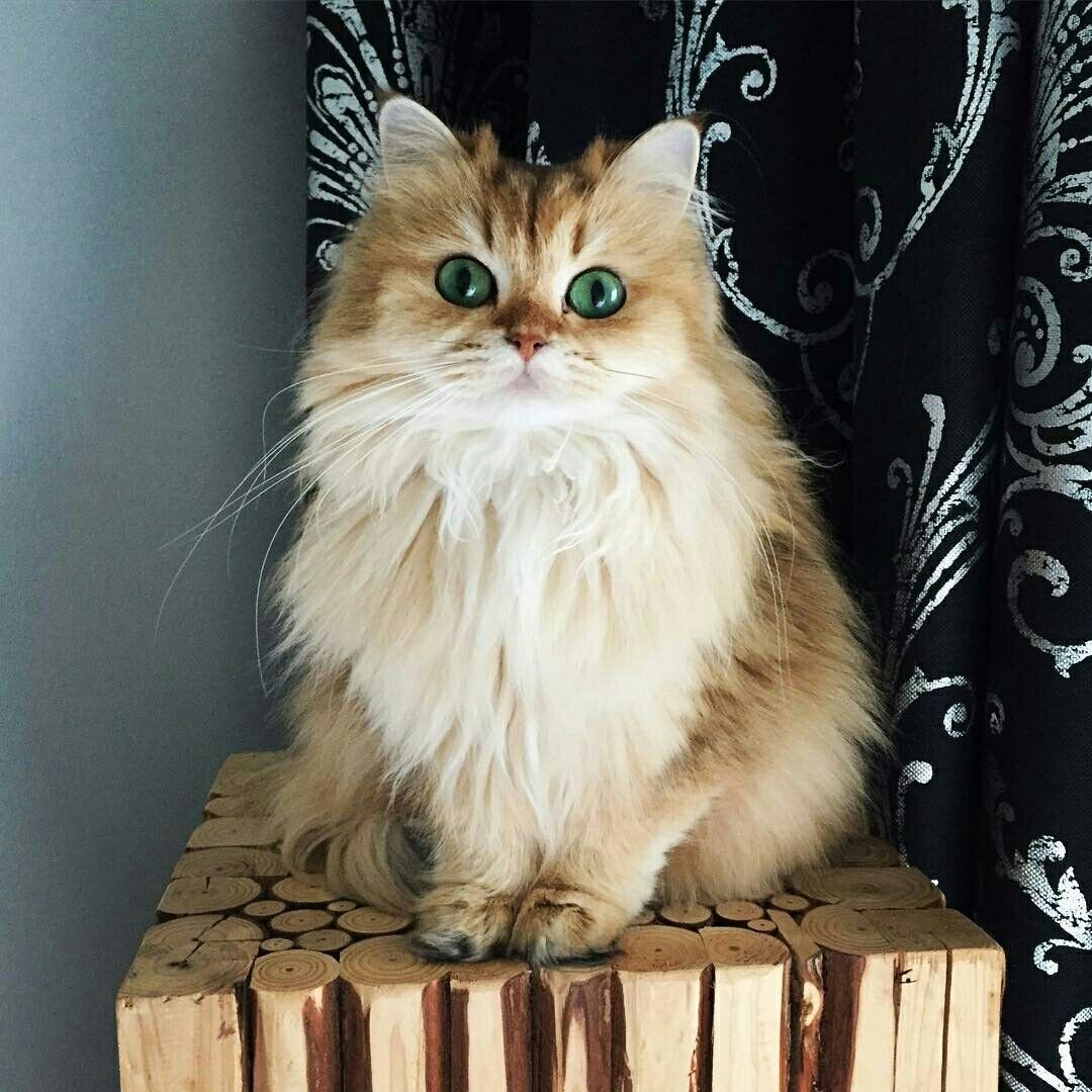 Британская длинношерстная смузи котенок