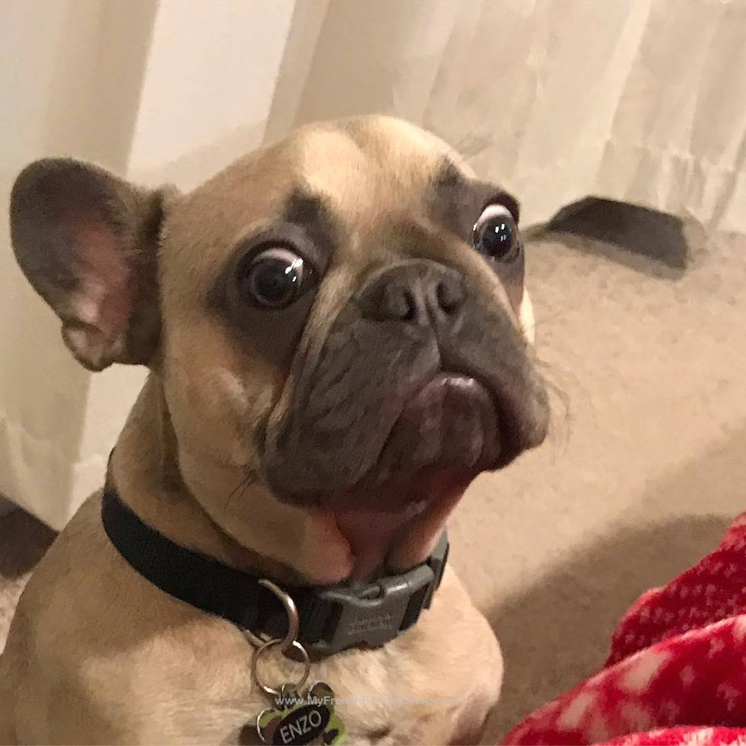 Слюнявый французский бульдог