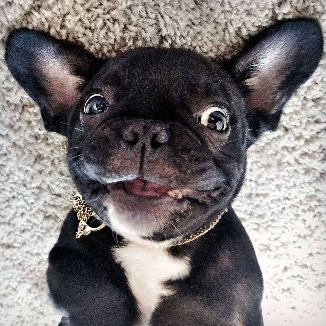 Французский бульдог Крысолов