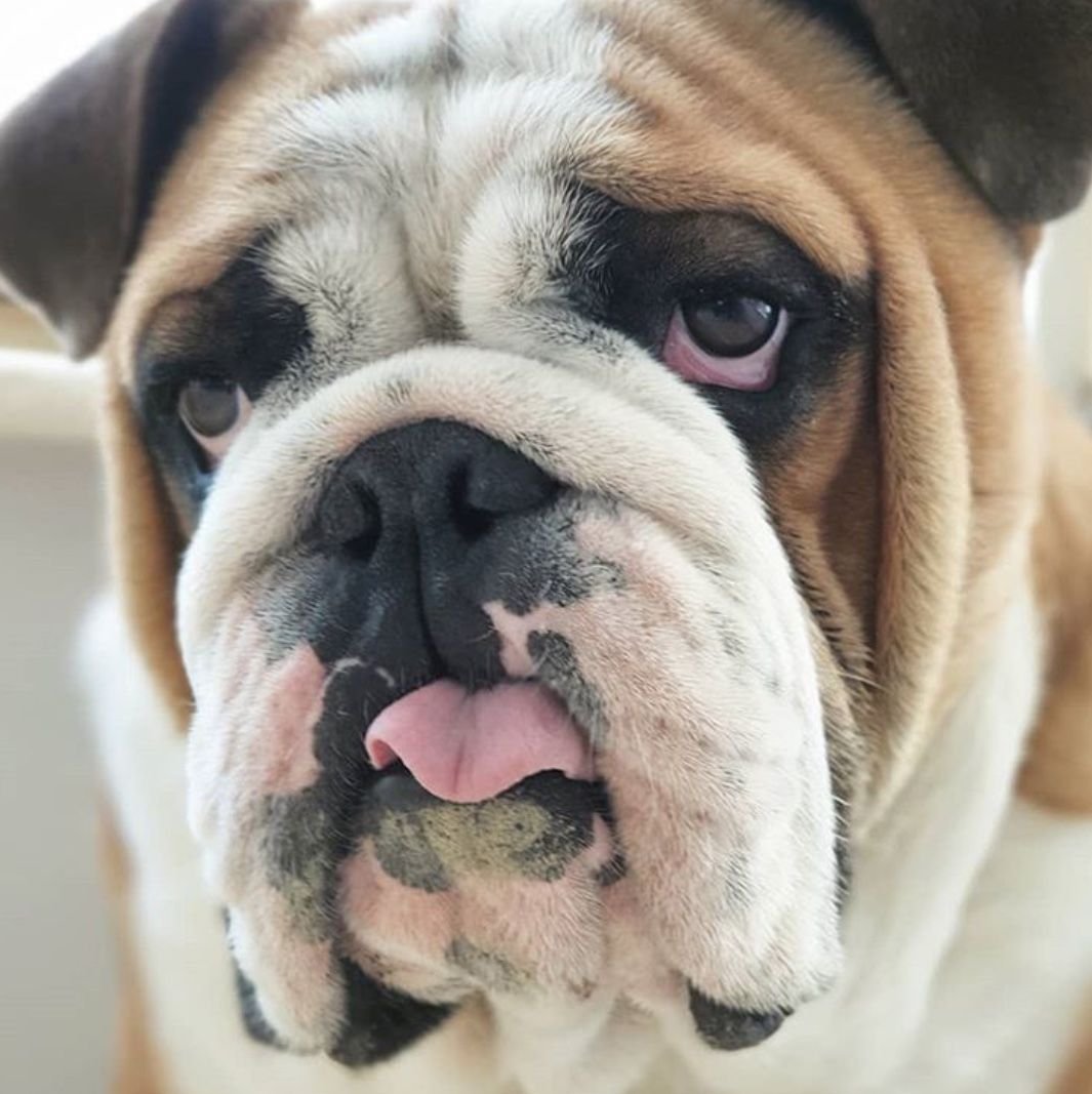 Слюнявый французский бульдог