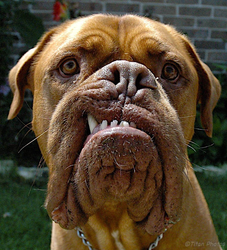 Смешные собаки