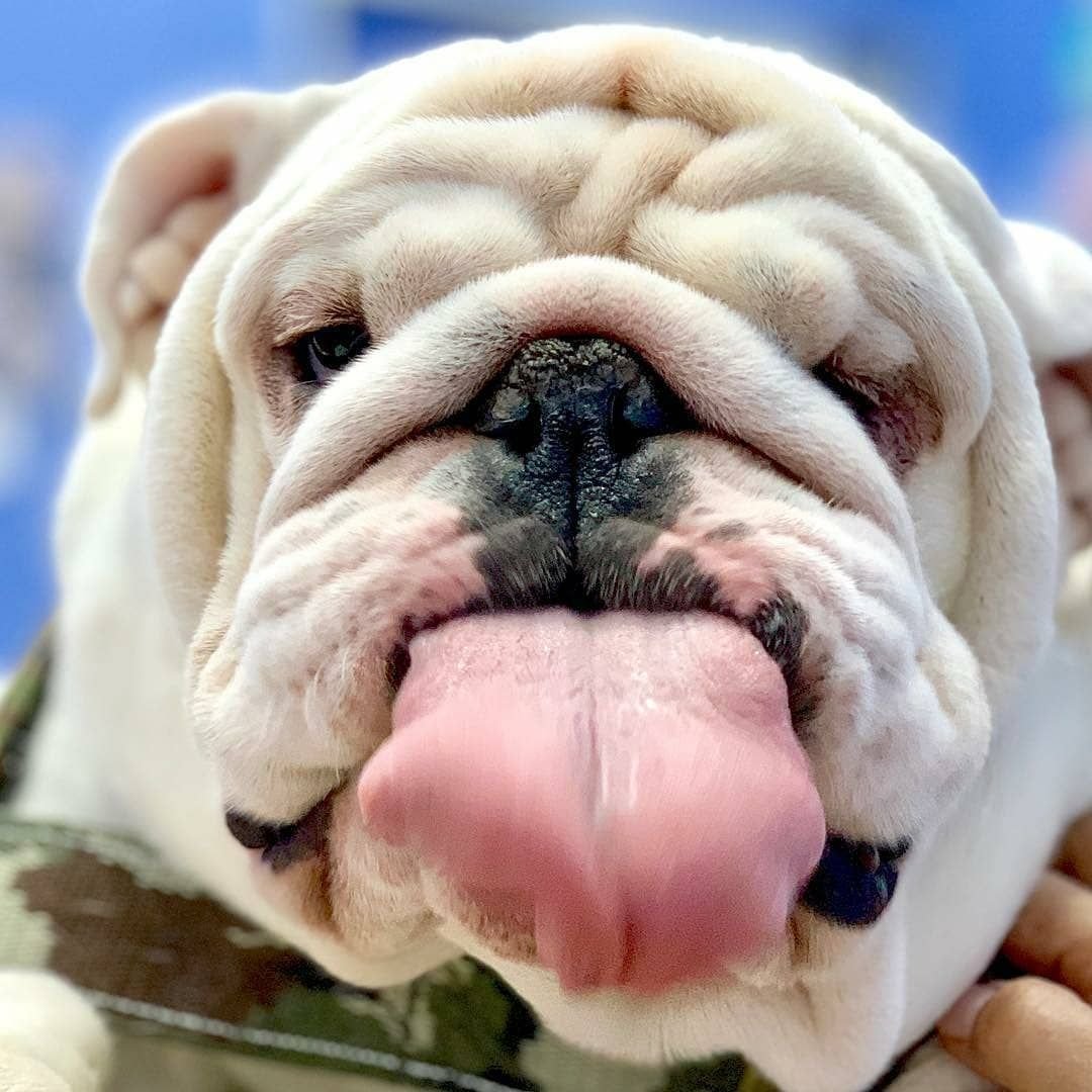 Забавный бульдог