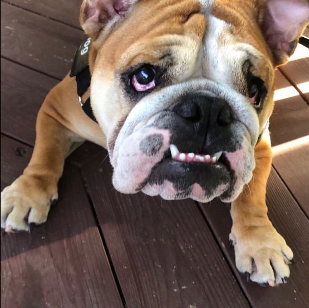 Слюнявый французский бульдог