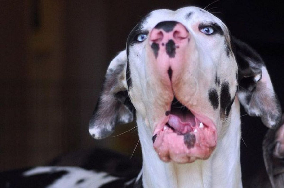 Слюнявые собаки пятнистая