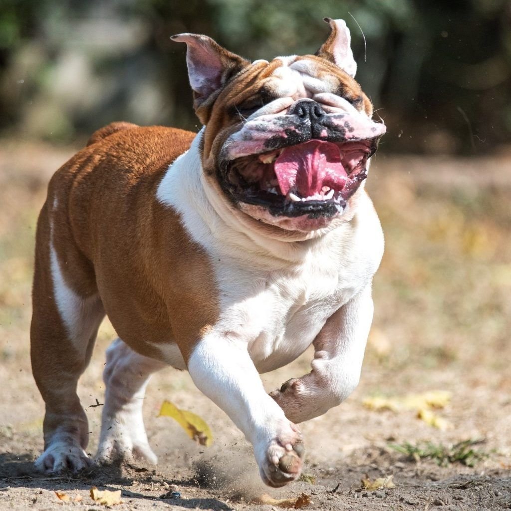 Американский бульдог лысый