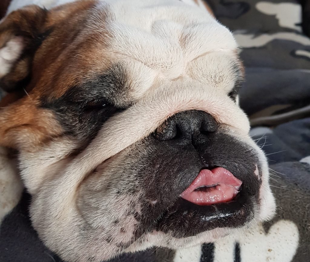 Бульдог со слюнями
