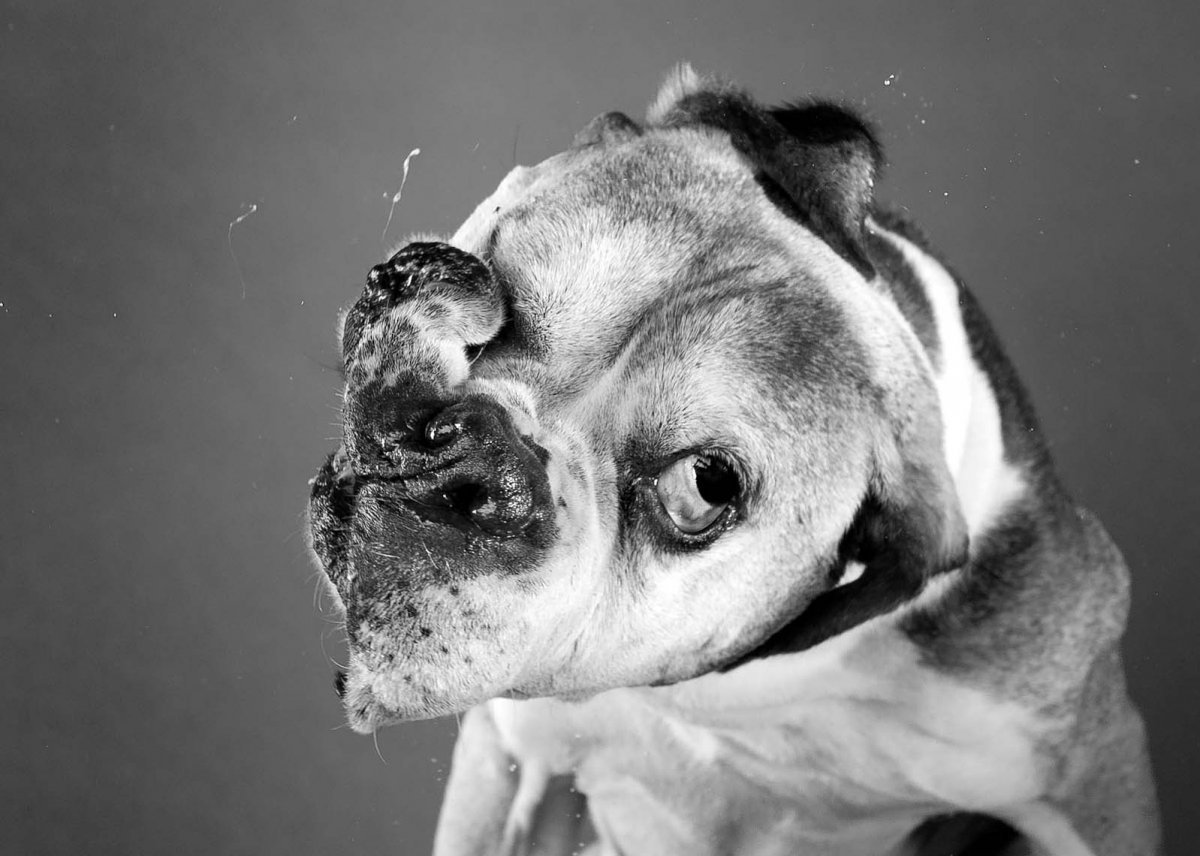 Мопс в слюнях