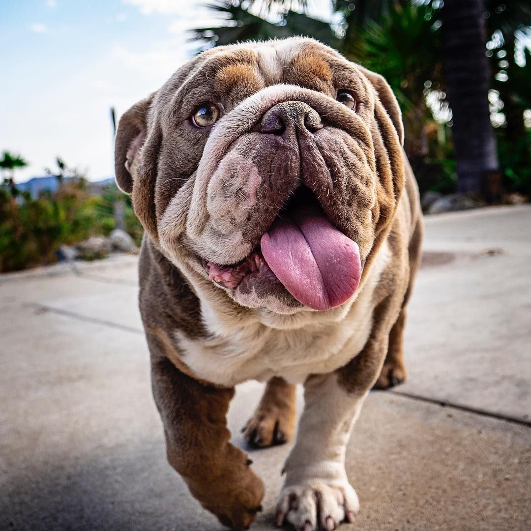 Шарпей и английский бульдог