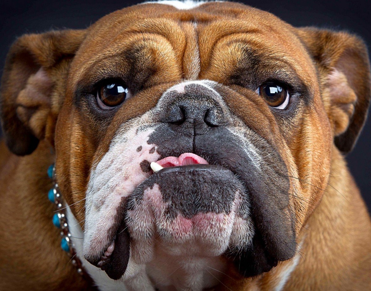 Английский бульдог слюнявый