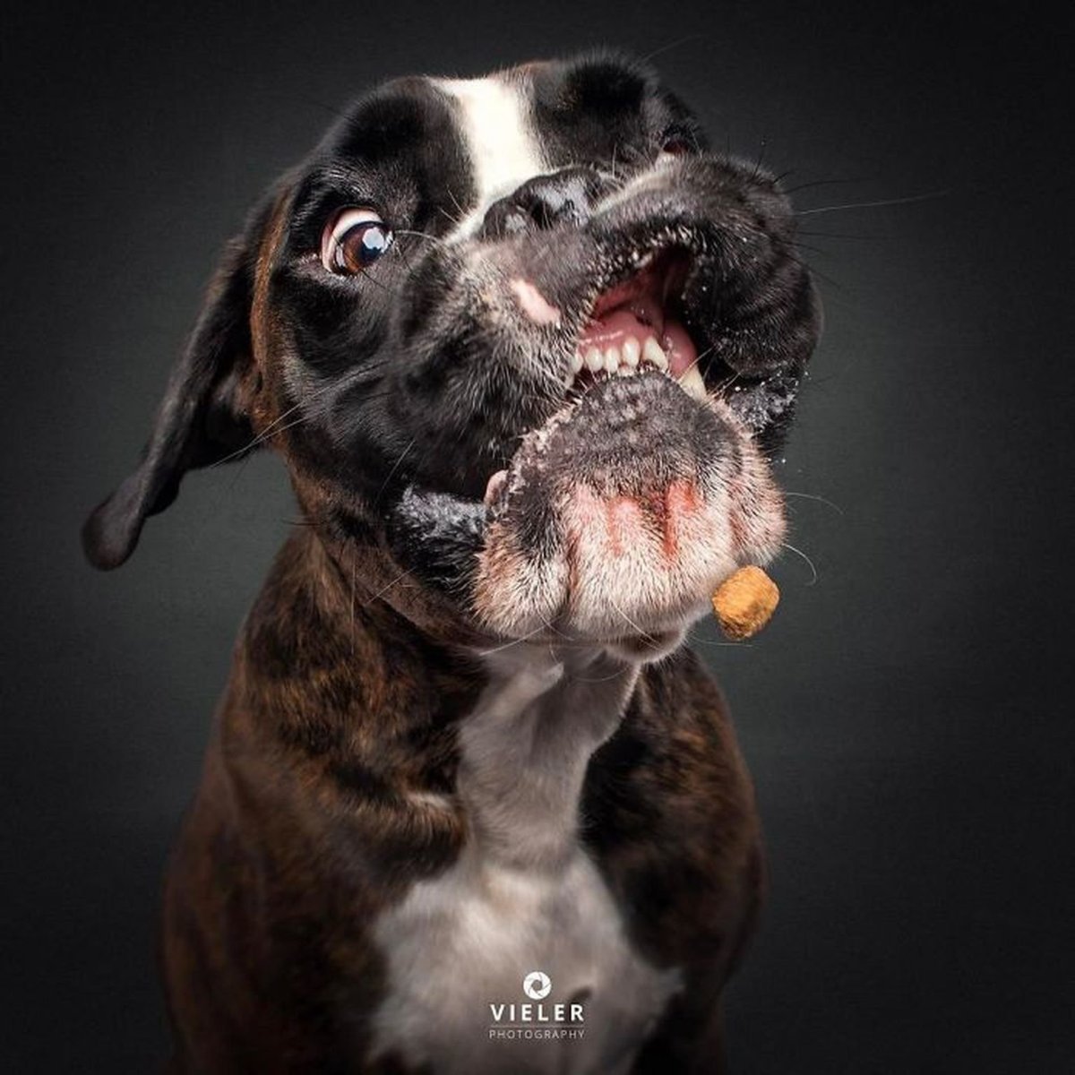 Эмоции собак радость