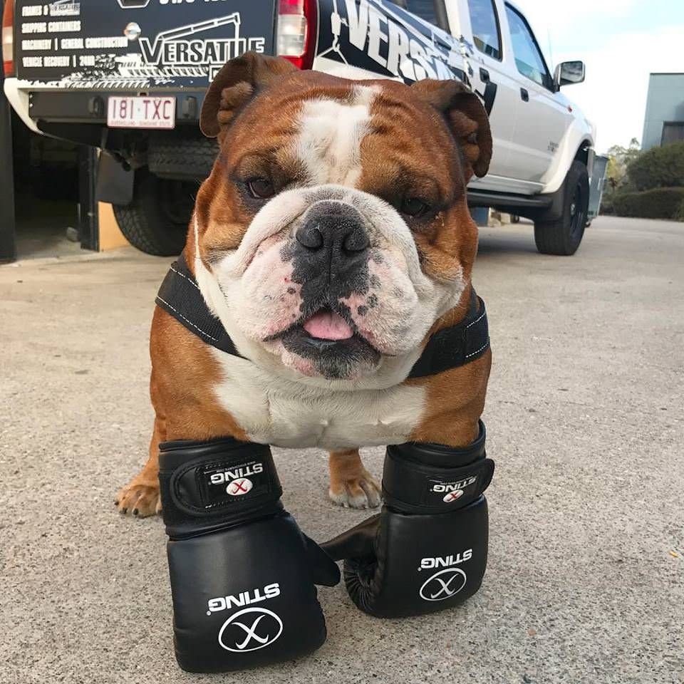 Английский бульдог и боксер