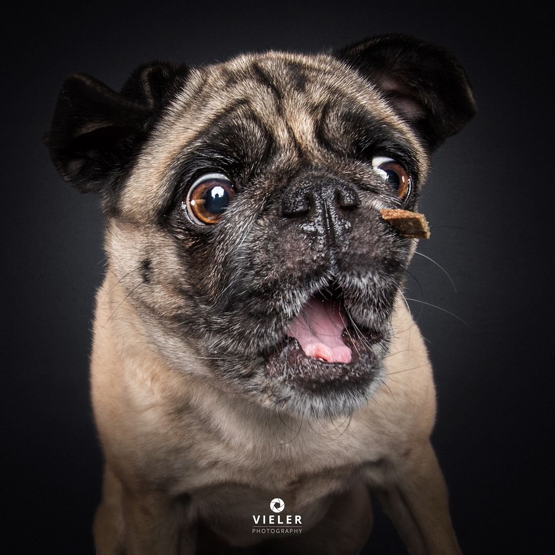 Мопс Баскервиль