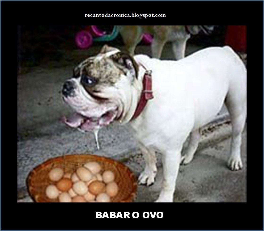 Американский бульдог слюнявый