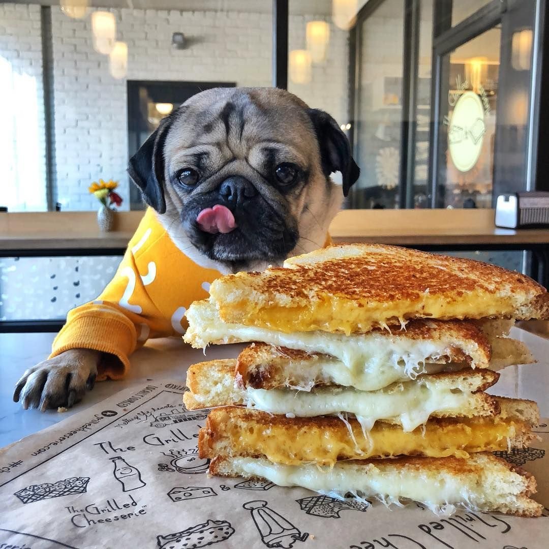 Смешные мопсы