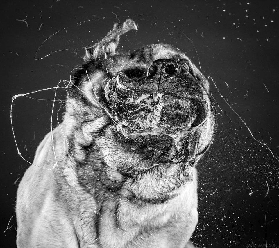 Слюнявый пес