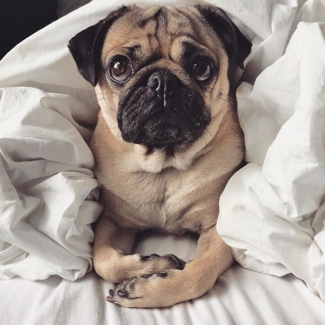 Мопс маленький чубася