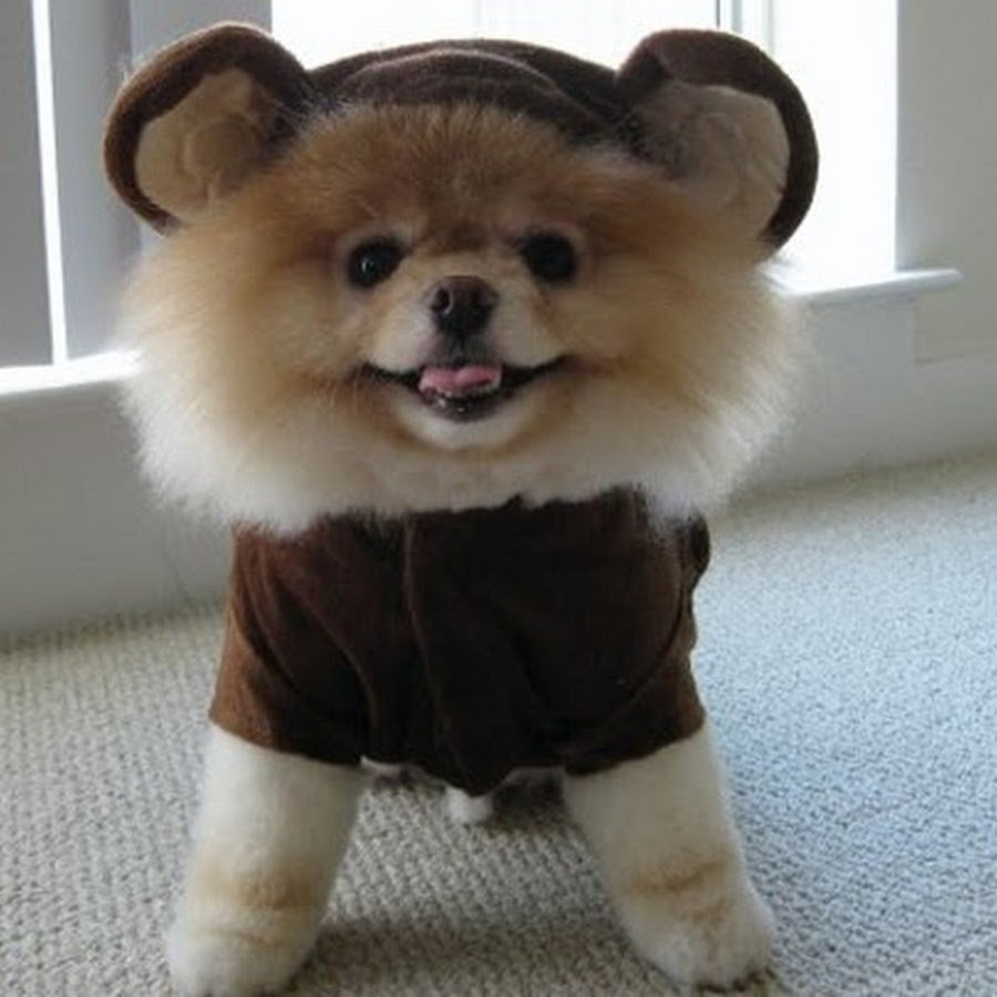 Уродливая собака чихуахуа