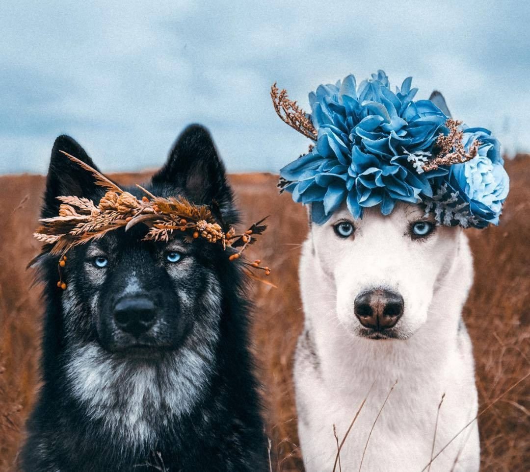 Собака в венке